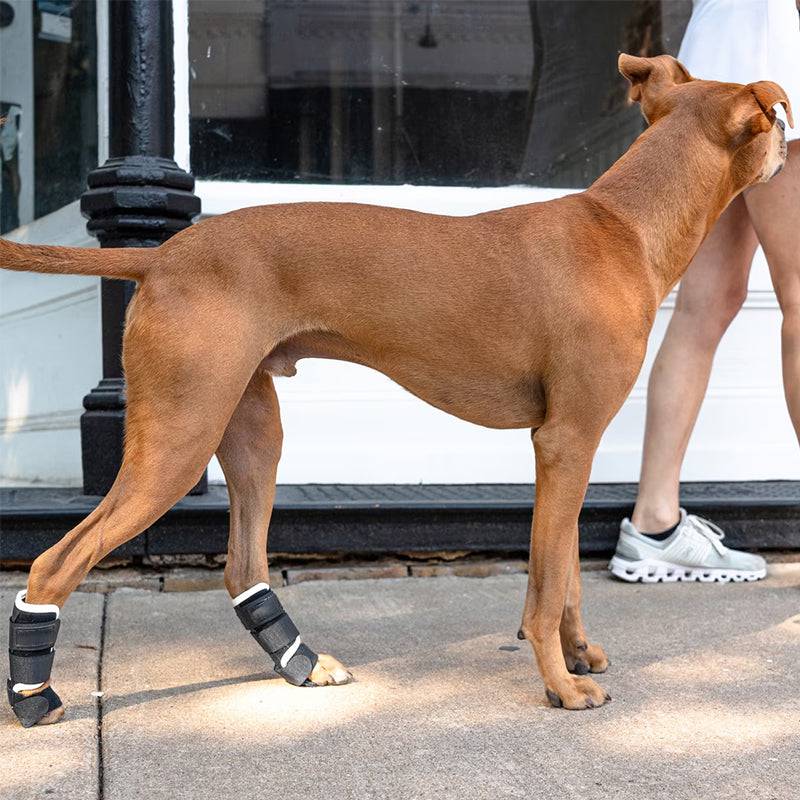 Dog wearing eprolo luxury carpal support brace for improved wrist stability and comfort.